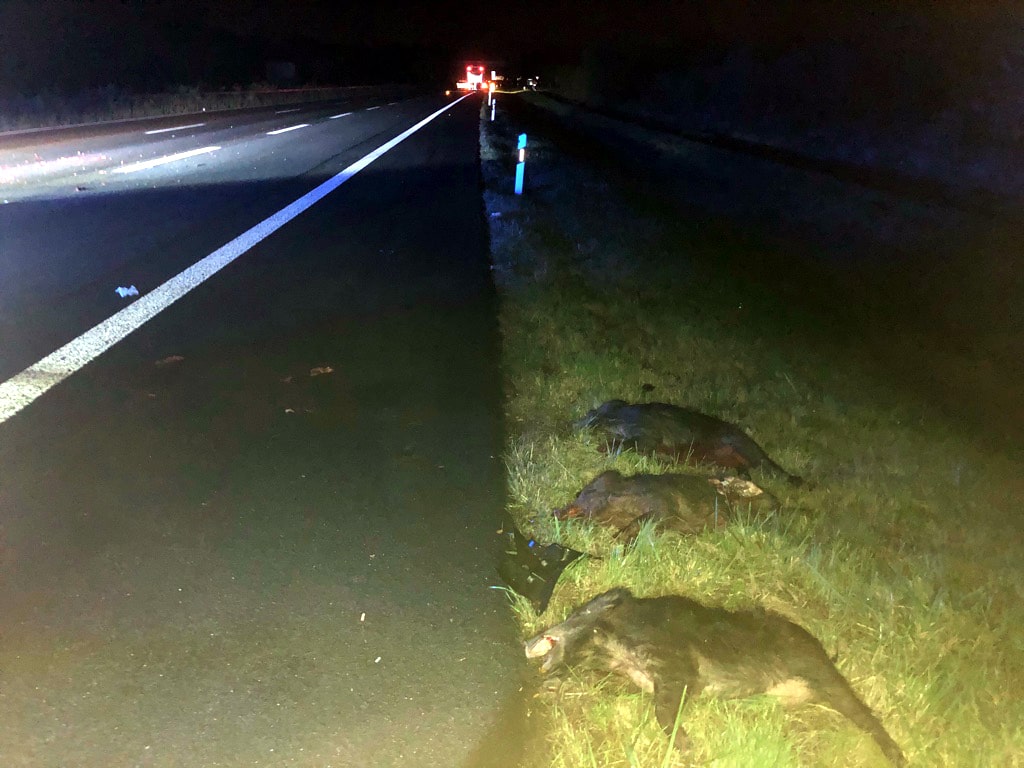 wildschweinunfall a60, Wildschweinunfall auf der A 60 mit 11 toten Wildschweinen bei Ingelheim, City-News.de, City-News.de