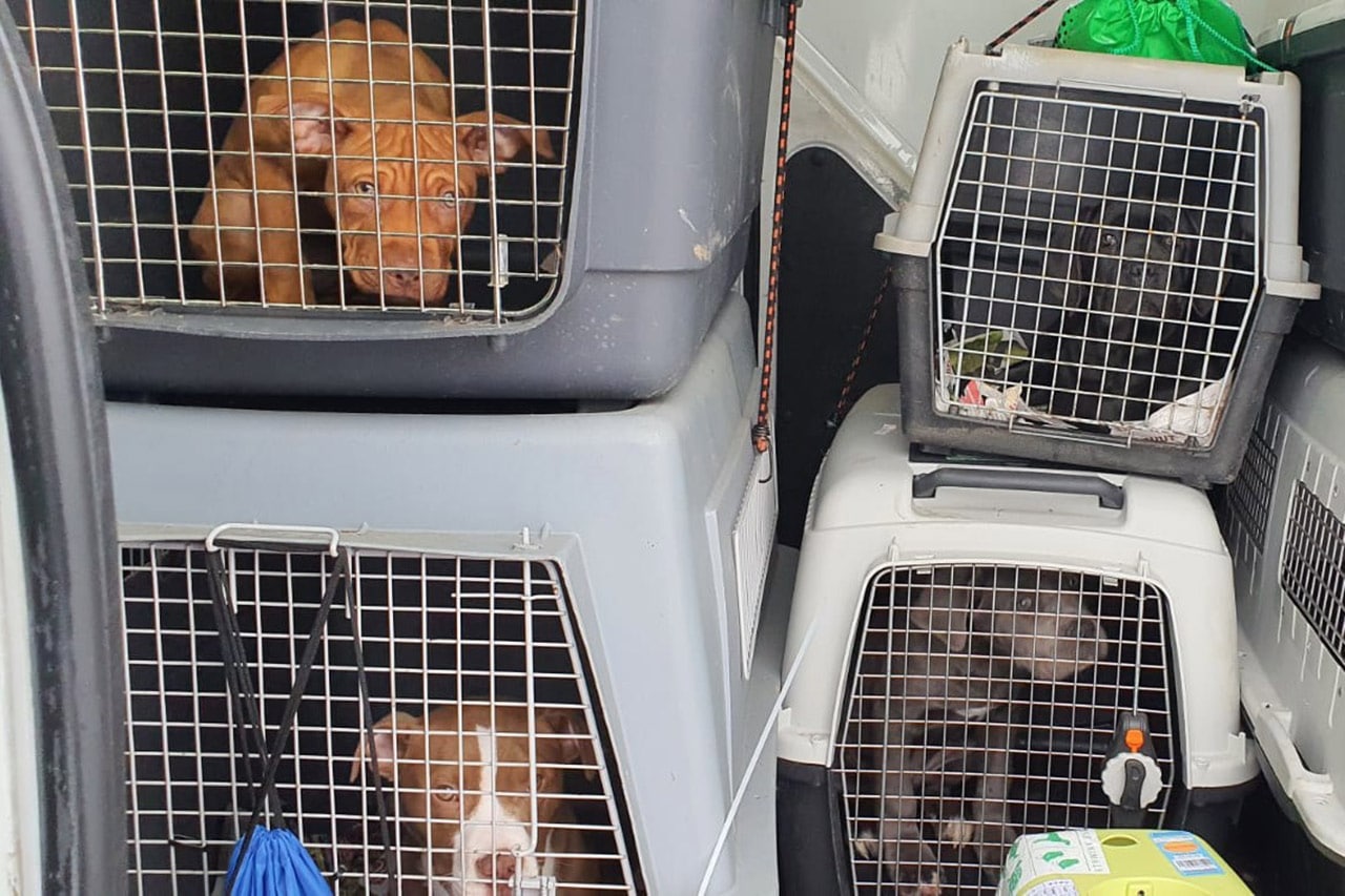 Illegaler Hundetransport, Illegaler Hundetransport Bundespolizei befreit 14 Welpen aus misslicher Lage, City-News.de