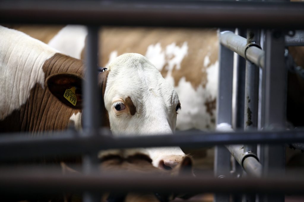 , Bundesregierung will ganzjährige Anbindehaltung von Kühen beenden, City-News.de