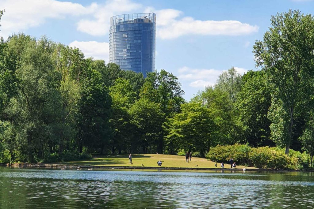 Auf dem Foto sieht man Wildvögel im Wasser in der Bonner Rheinaue