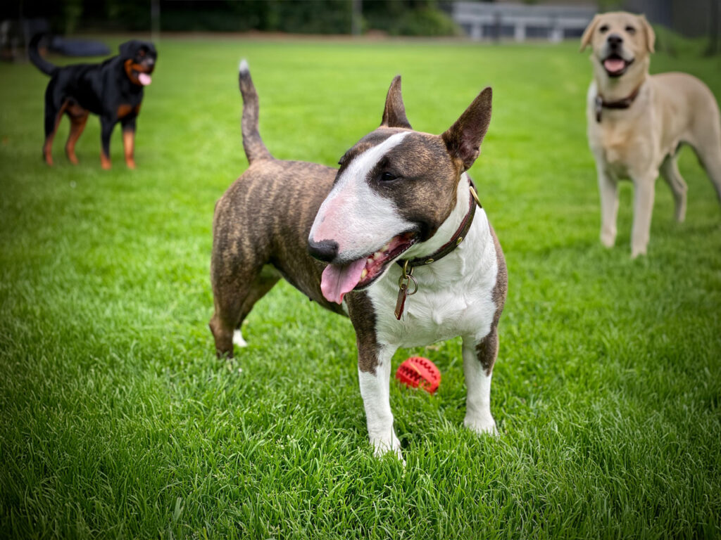Drei Hunde stehen auf einer grünen Wiese in Bonn: ein Bullterrier, ein Labrador und ein Rottweiler.