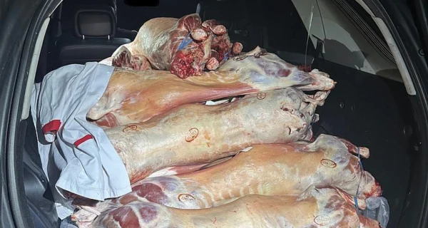 Das Foto zeigt Lammfleisch im Kofferraum