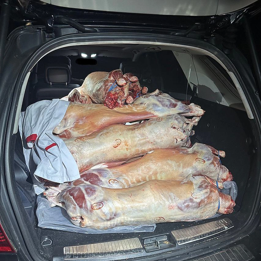Das Foto zeigt Lammfleisch im Kofferraum